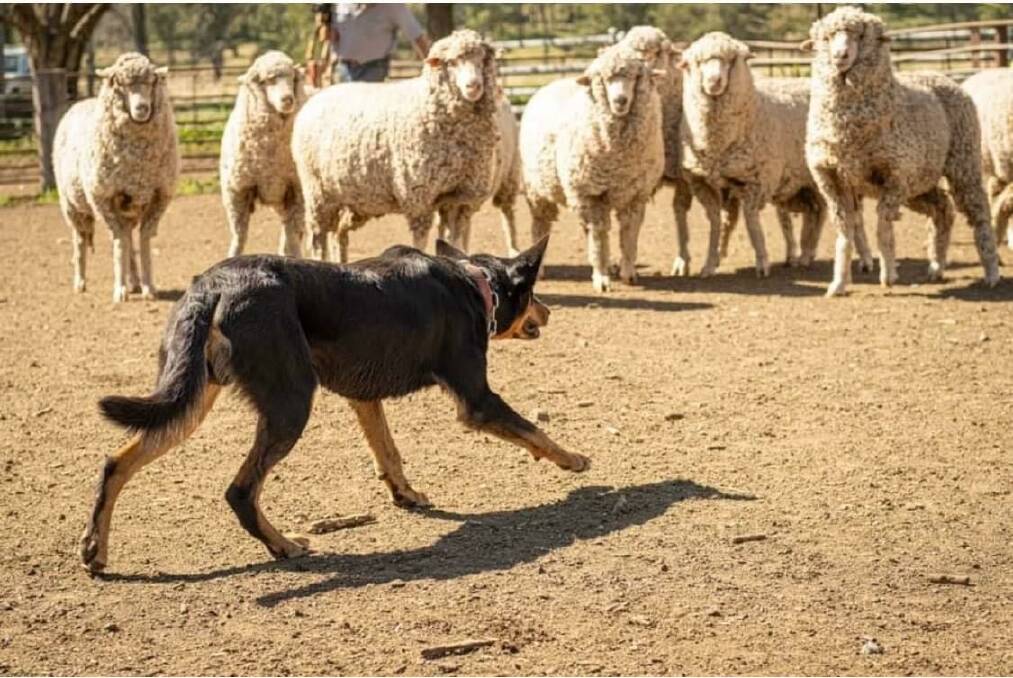 HISTORY: A working dog trial will be one of a number of events held as part of Wallabadah's 'The Way It Was' festival focusing on the town's agricultural history. Picture: Supplied