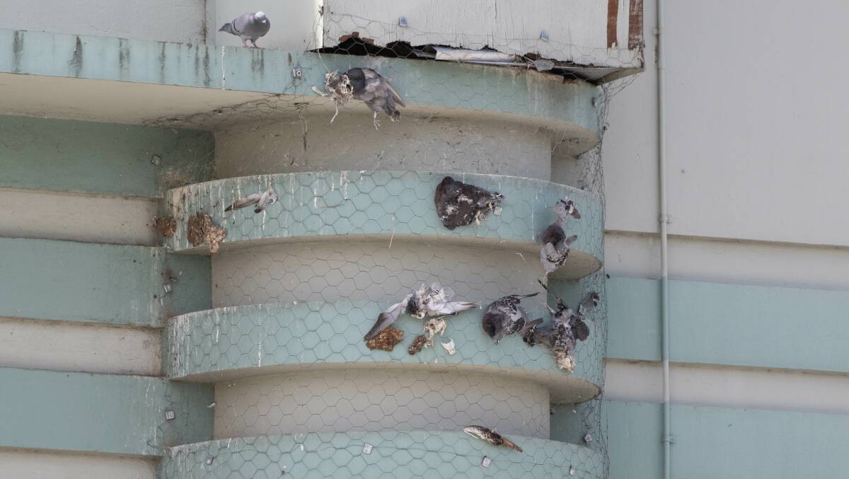 Dead pigeons caught in netting placed on the outside of the old Regent Theatre in Tamworth's CBD. Picture by Peter Hardin