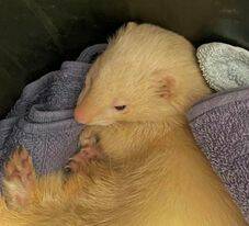 The ferret was dropped to the Tamworth police station on Wednesday. Picture by Oxley Police District