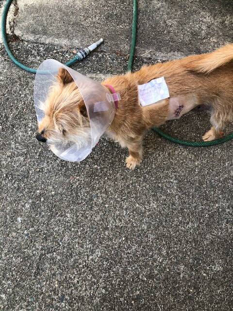 Ms Whitten's dog Hank was attacked by a roaming dog in Hillvue. Picture supplied