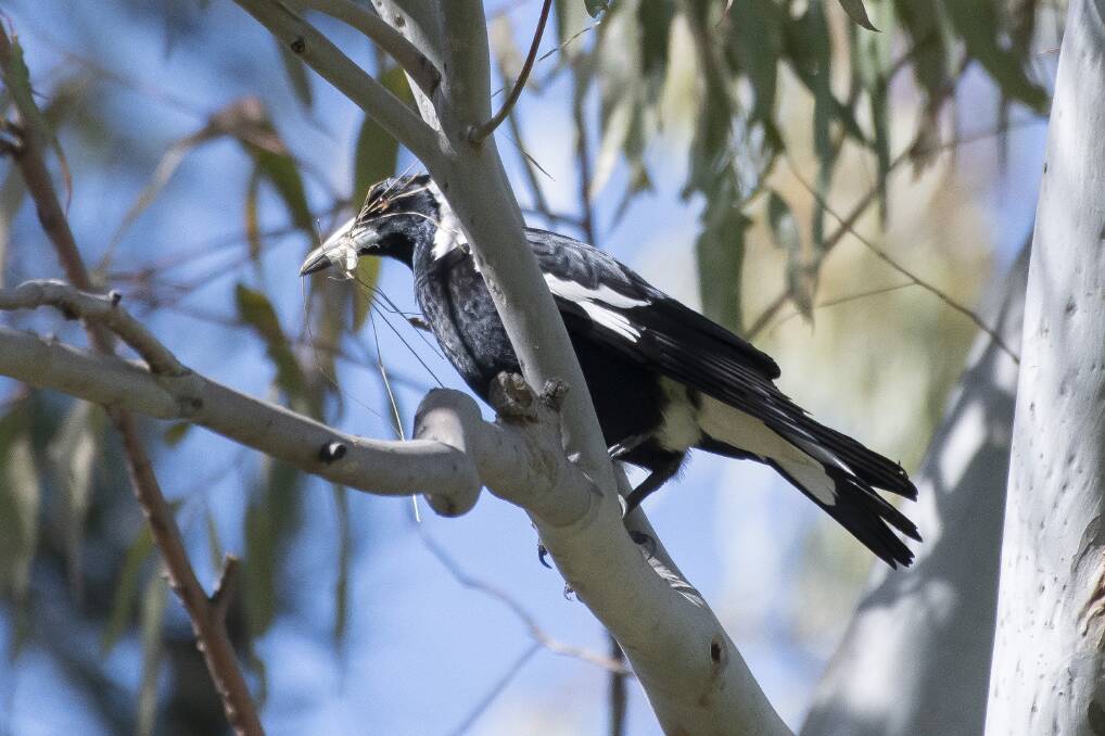 Magpie season is underway. Picture by Peter Hardin