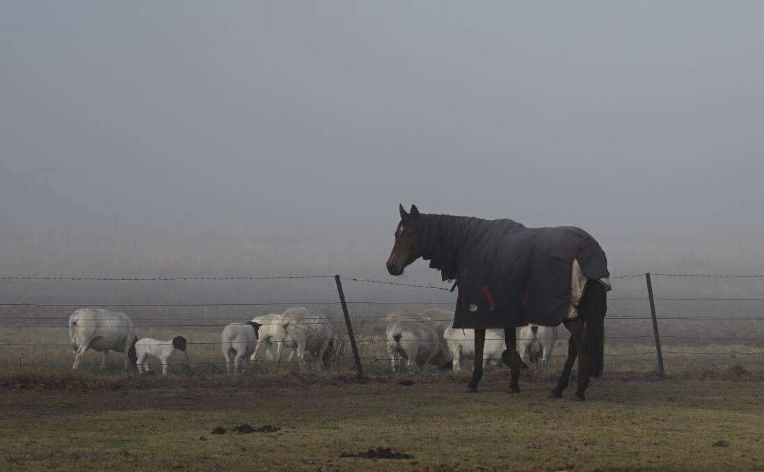 Paddock animals braved the icy fog. Picture by Gareth Gardner
