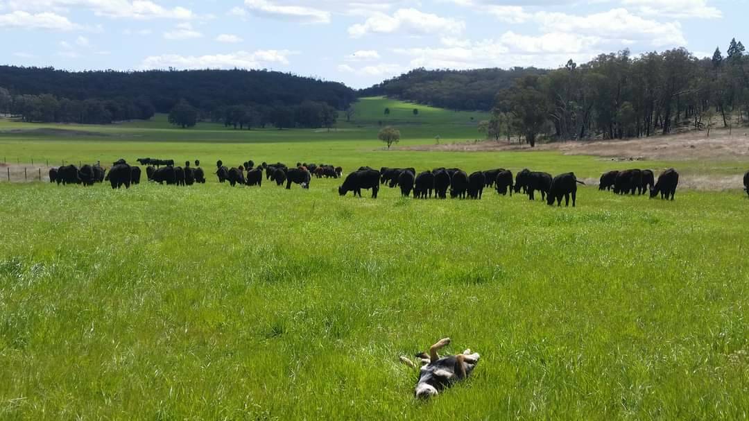 One of Grant Prendergast's pastures on his property Orrabah. Picture supplied by Grant Prendergast