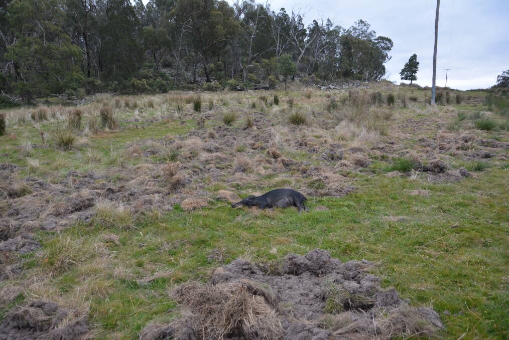 Pastures damaged by feral pigs and a dead sow on Orrabah.