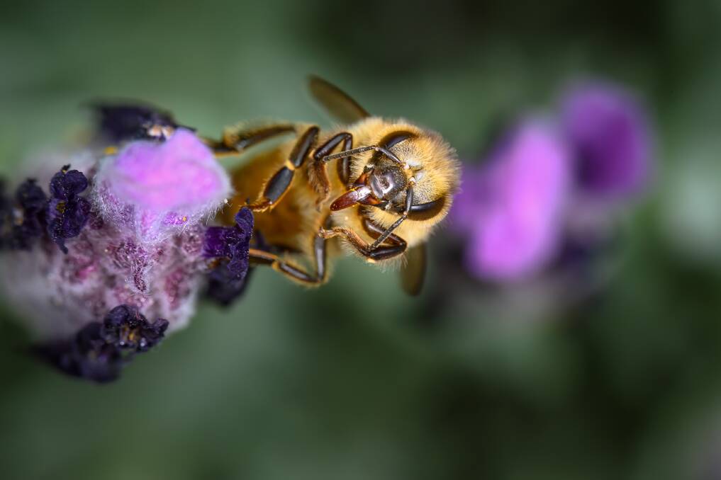 A feral European Honey Bee in Kootingal. Picture by Mark Kriedemann