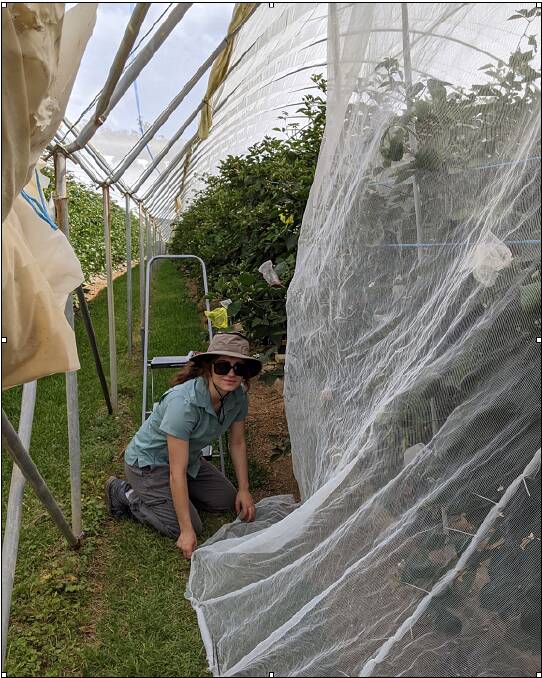 Abby Davis at work on one of the properties where flies are being trialed on fruit crops. Picture supplied