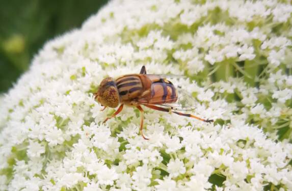 The golden native drone fly has promise as a pollinator. Picture by Lena Schmidt.