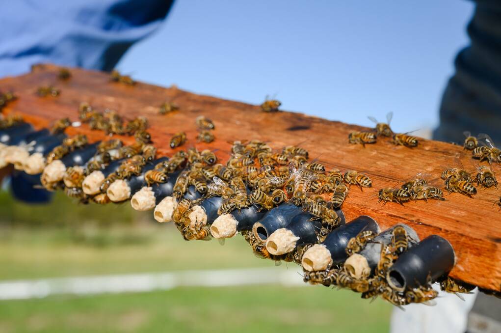 Bees at Hulls Honey Farm in Kootingal. Picture by Mark Kriedemann