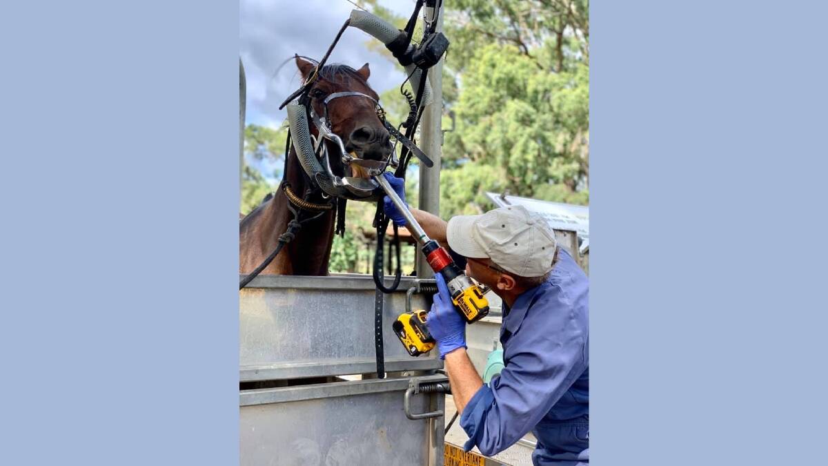 Veterinarian Michael Read checks the inside of a horse at property in Wee Waa. Picture supplied