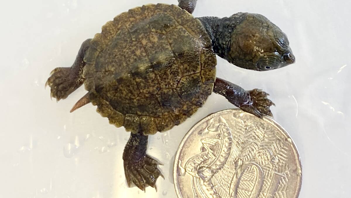 A baby Bell Turtle only a few days out of her shell measures up against a 10 cent coin. Picture supplied