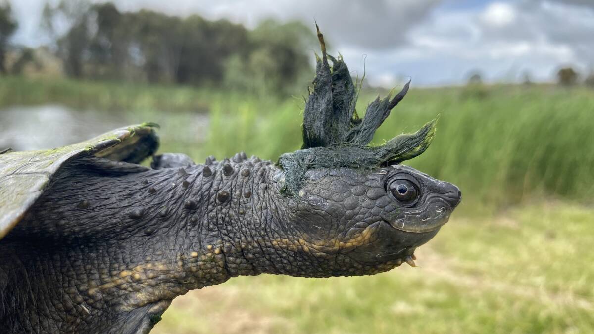 A Bell's Turtle emerges from the creek with a mohawk made of river weed. Picture supplied