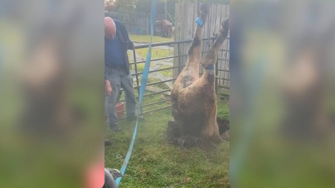 Still image from footage of a cow winched to safety from a sinkhole. Picture via X