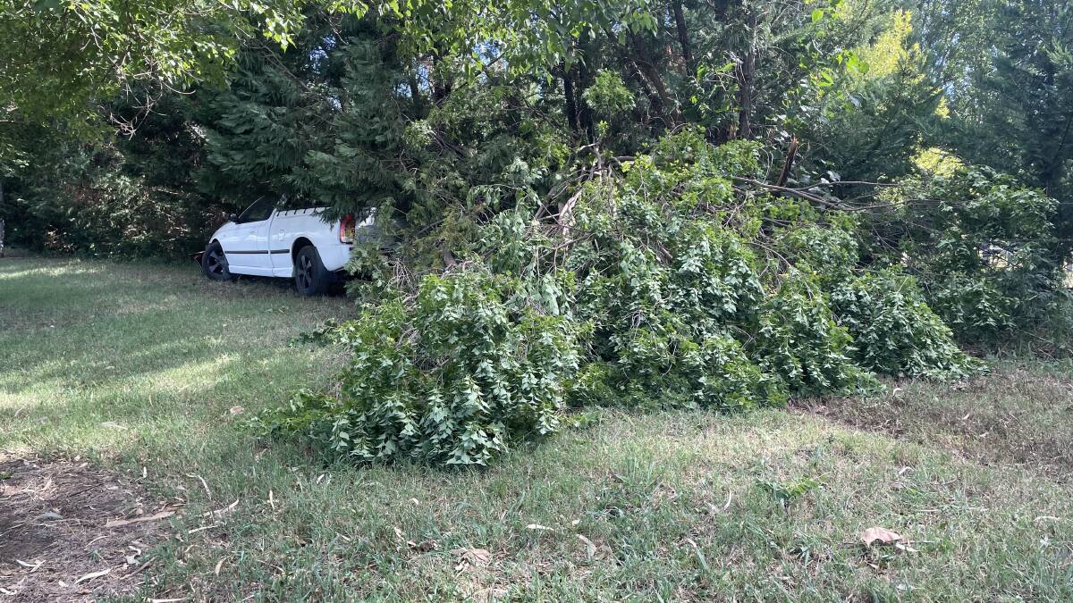 A recent car crash almost completely uprooted a tree in front of Mr McKinnon's house. A neighbour said it was a "miracle" the driver wasn't seriously injured. Picture by Jonathan Hawes