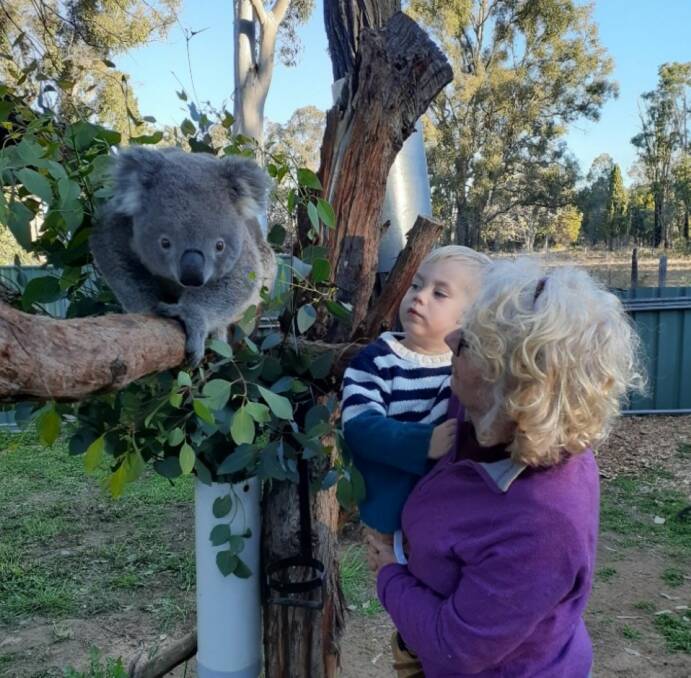 Ms Brookhouse introduces her grandson to a koala in rehab. Picture by Ms Brookhouse