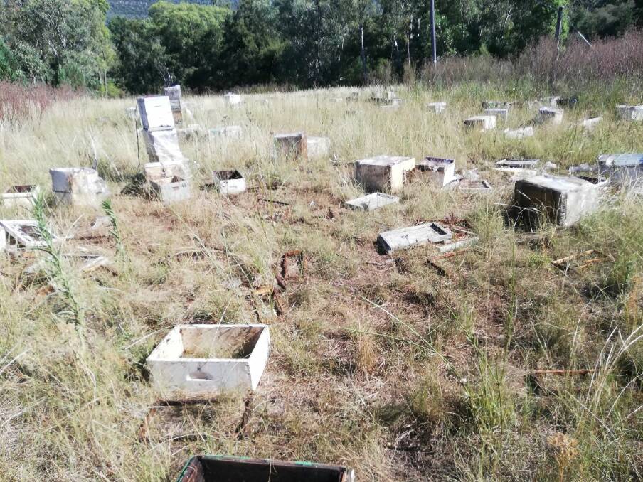 Mr Jones said he was instructed by the DPI not to move his boxes of euthanised bees, which eventually festered into a "putrid slimy mess" which were then destroyed by feral pigs. Picture by Ray Jones