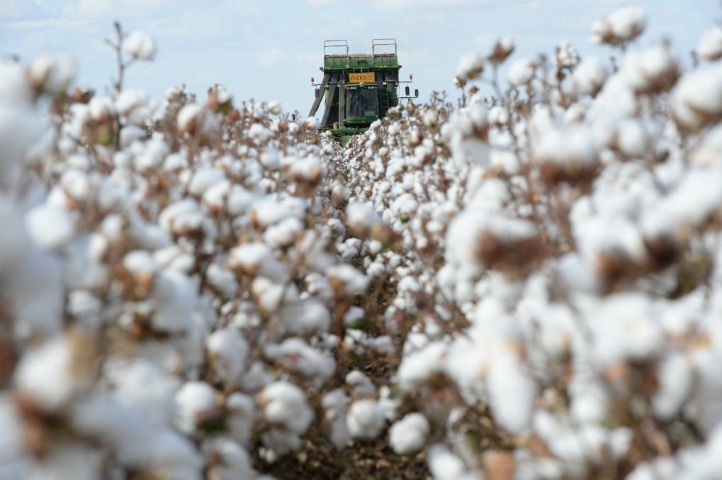 Finalists in the Cotton Industry Awards include some of the best growers in Australia. Picture: File