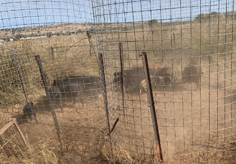 Feral pigs at the property of Laurie Chaffey at Weerona at Somerton last week. Picture: Laurie Chaffey