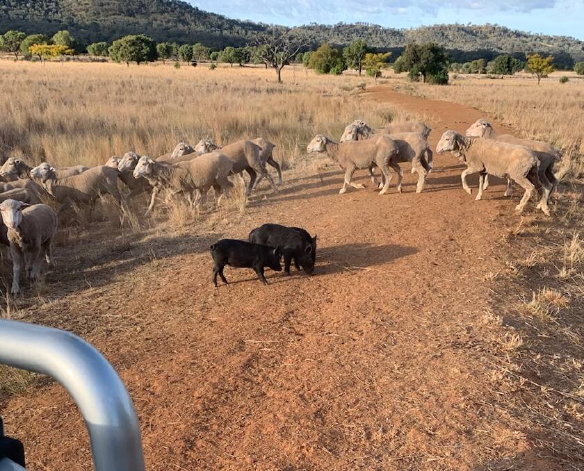 Feral pigs at the property of Laurie Chaffey,Weerona at Somerton last week. Picture: Laurie Chaffey
