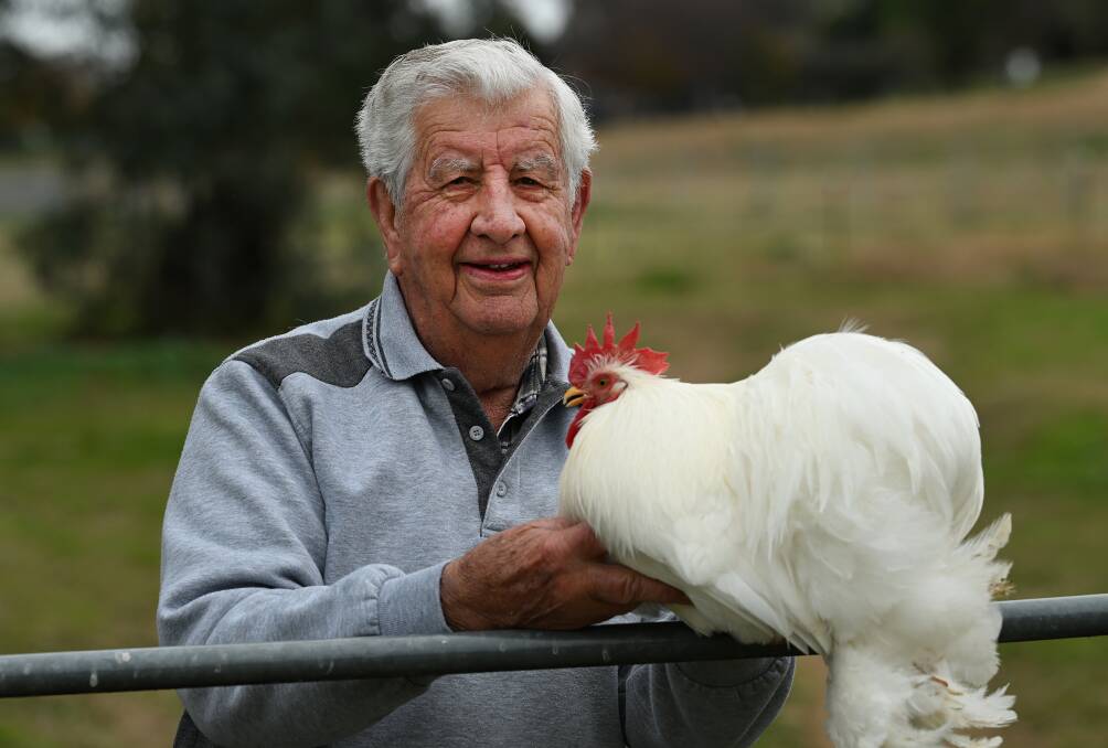 Now 88, Peter Smith has spent more than 70 years breeding and showing "chooks", specifically the Sussex breed. Picture by Gareth Gardner
