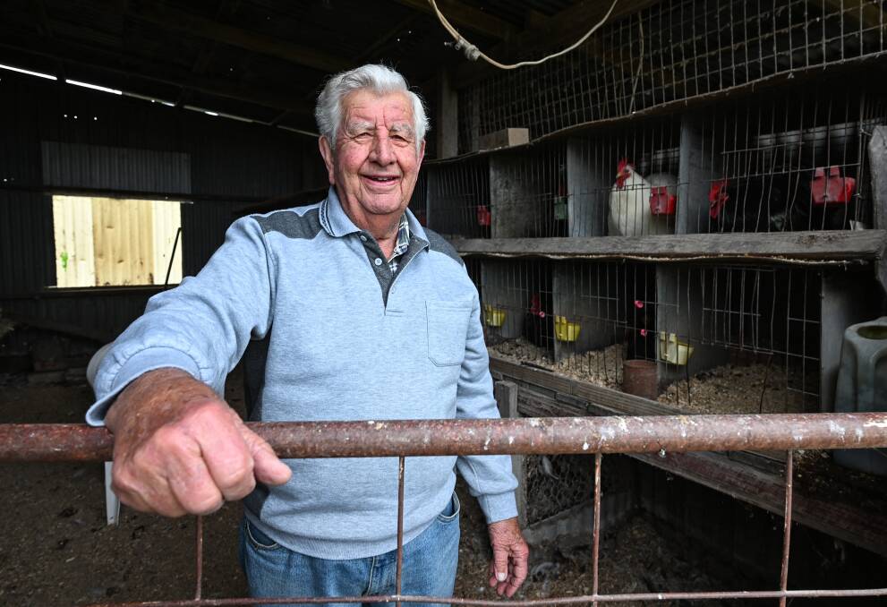 Now 88, Peter Smith has spent more than 70 years breeding and showing "chooks", specifically the Sussex breed. Picture by Gareth Gardner