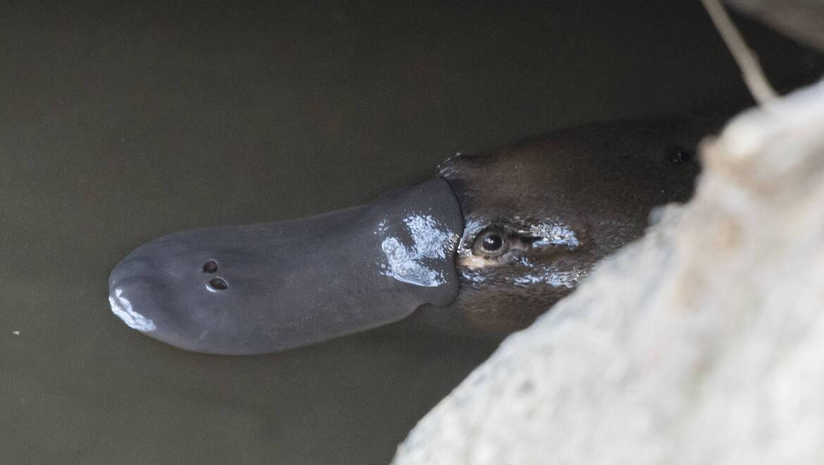 This platypus was spotted in the Severn River, north-east of Glen Innes. File picture by Peter Hardin
