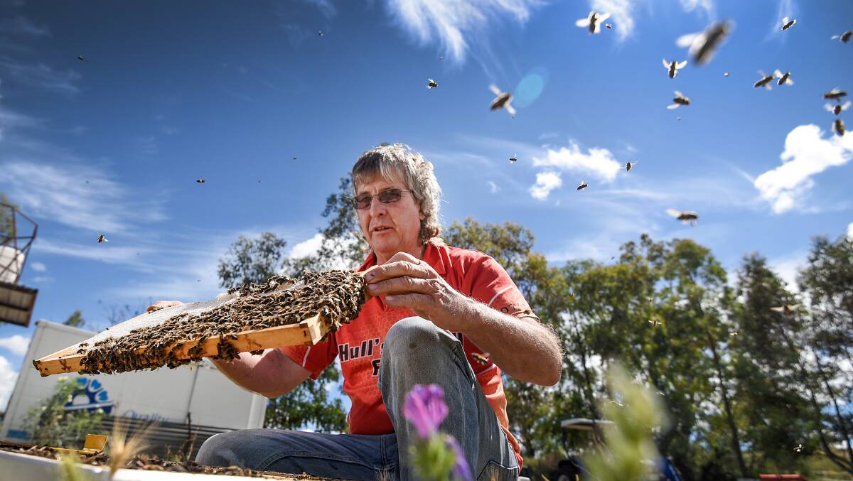 Tamworth beekeeper Ray Hull is confident the industry can beat varroa mite. Picture by Gareth Gardiner file