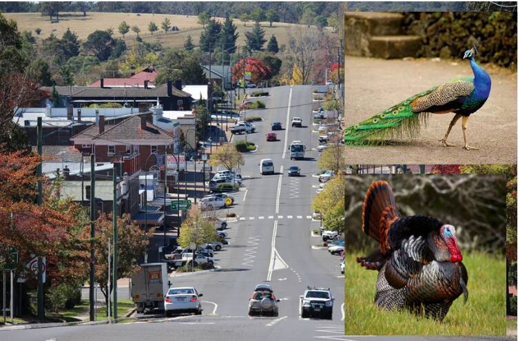 Uralla Shire council has included the 'Tom' turkey and Peacocks as a prohibited residential animal in the 'keeping of animals policy' due to noise concerns. File picture