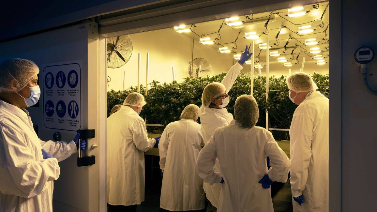 Medicinal cannabis company ANTG which has its main growing facility in Armidale, NSW, is helping to pioneer an industry that has been heavily stigmatised. Picture supplied.