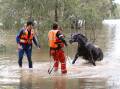 SES volunteers relocating a horse at Forbes during the 2022 floods. Picture supplied.