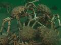  Spider crabs on ocean floor. Picture by Mark Thomas
