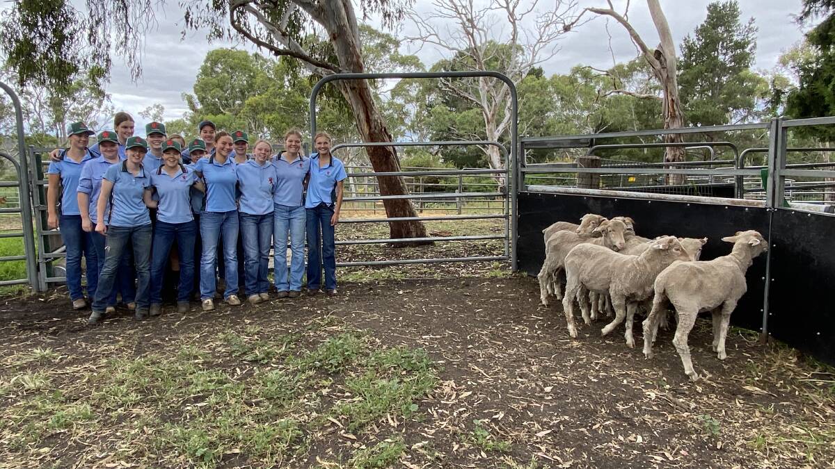 Year 10 students Izzy Carlson and Elsie Wake, along with the rest of the PLC Armidale Wether Challenge team, welcome their charges into the yards. Picture supplied.