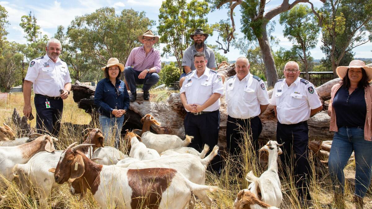 BLEAT PRAISES: Northern Tablelands MP Adam Marshall meets one of NSW RFS' new elite goat hazard reduction brigades along with RFS and members of Crown Lands and Local Land Services. Photo: Supplied