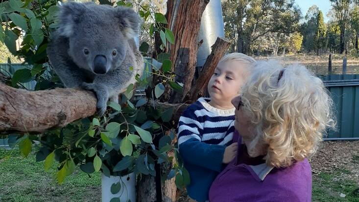 Susan Brookhouse introduces her grandson to a koala in rehab. Picture by Susan Brookhouse