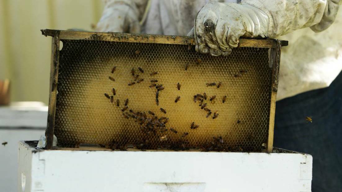 A new risk-based approach to all new emergency zoning in the ongoing fight against the destructive Varroa mite will be undertaken. File picture by Jonathan Carroll