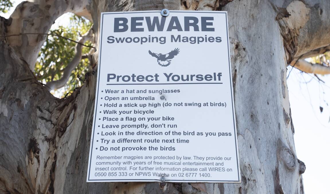 A sign near Tamworth Public School warns passersby about an aggressive bird. Picture by Peter Hardin 