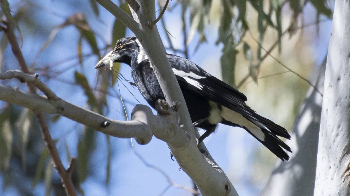 Angry birds: how to avoid magpies this swooping season
