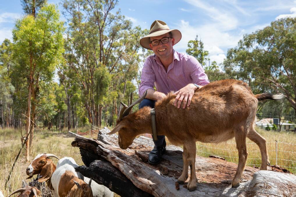 GOAT IT HANDLED: Northern Tablelands MP Adam Marshall and one of the hard working fire mitigation goats. Photo: Supplied