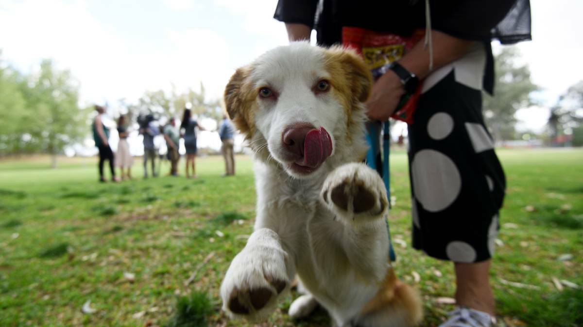 Tucker can't wait to meet some new furry friends at Bicentennial Park's Gala Day for Dogs. Picture by Gareth Gardner, from file