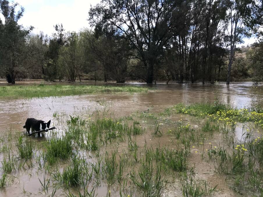 The paddocks are flooded where Goonoo Goonoo Creek hits the Peel River. Picture by NDL