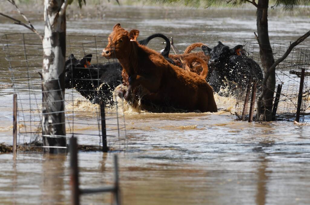 Cattle try and find higher ground as floodwaters take hold in the Peel River in Tamworth. Picture by Gareth Gardner