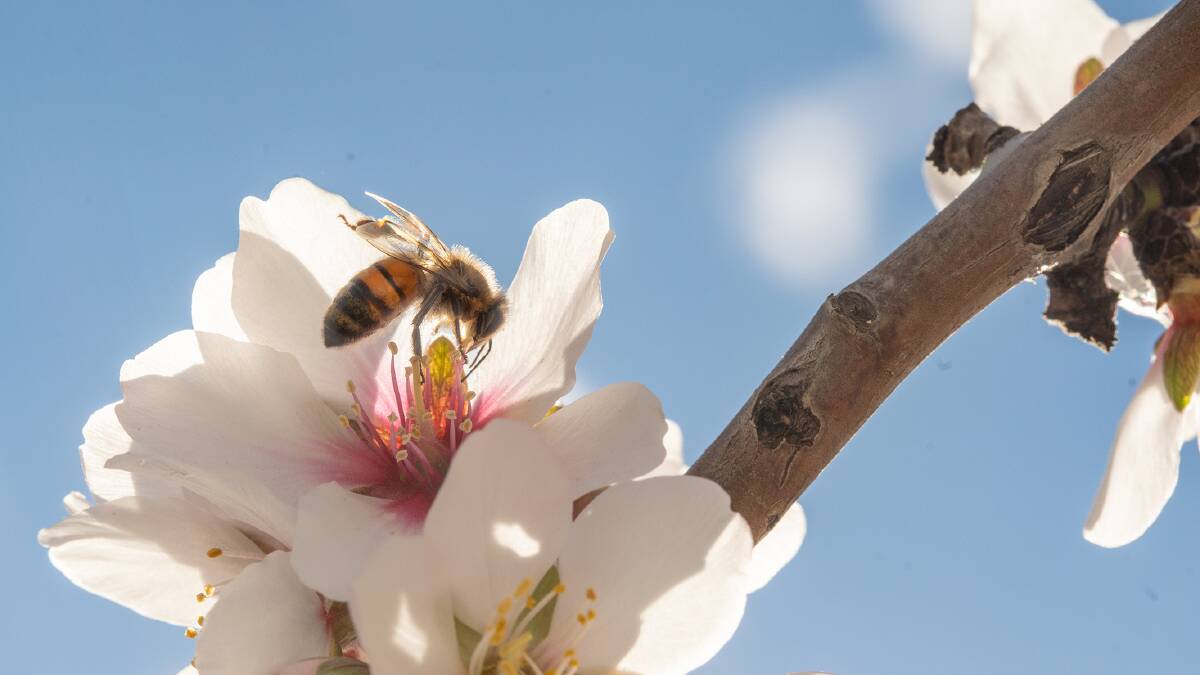 Bees are critical to almond pollination. Photo courtesy of BeeHero.