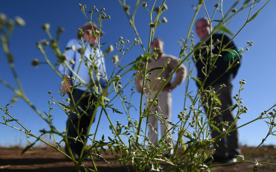OUTBREAK: Parthenium Weed has been reported in a number of places across the region including Boggabri, Gunnedah and Tamworth. Photo: Gareth Gardner 