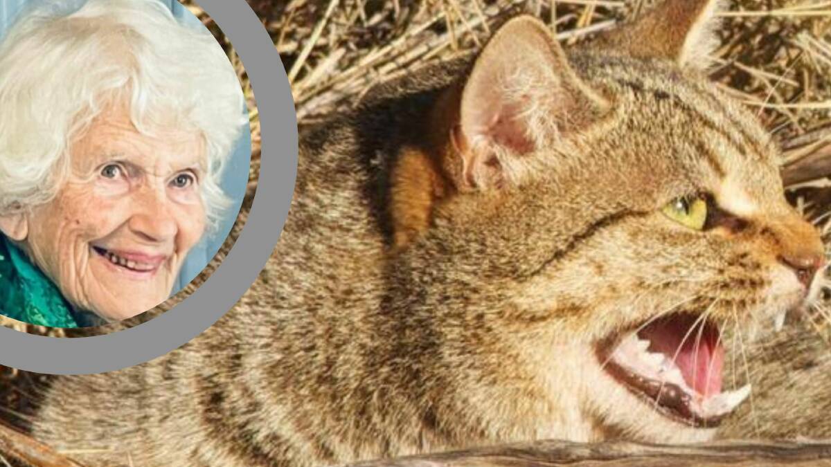 RSPCA volunteer Judy Bloomfield says she's fielded dozens of calls about roaming cats, however, councils are currently powerless to act unless the animals are being a nuisance.