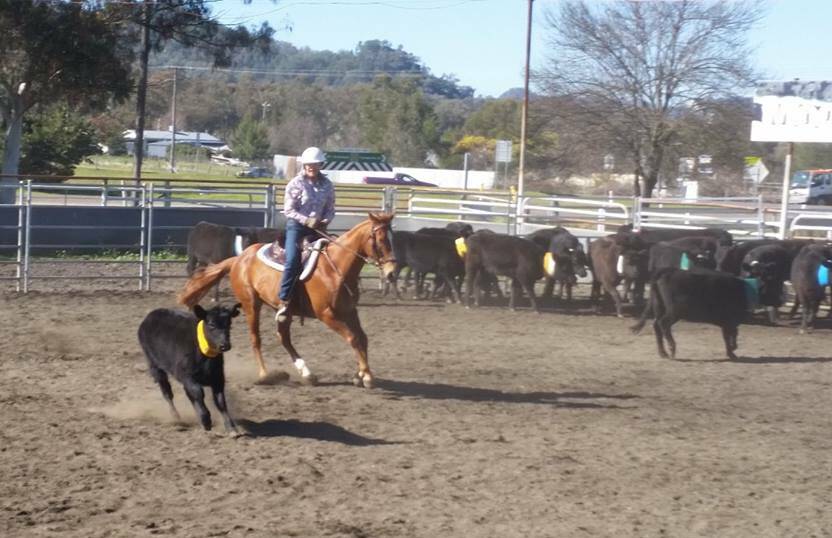 One out: Judy Shadbolt cuts a steer out during a team penning run as the cowgirl prepares for this weekend's State Championships at Moonbi.