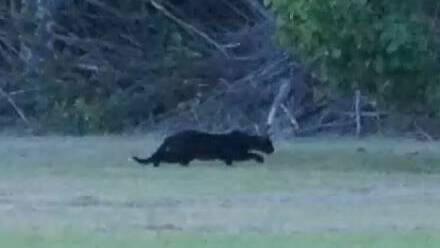 DOZENS of people came forward with their encounters with the long-time local legend of a panther lurking in bushland around the New England and North West.