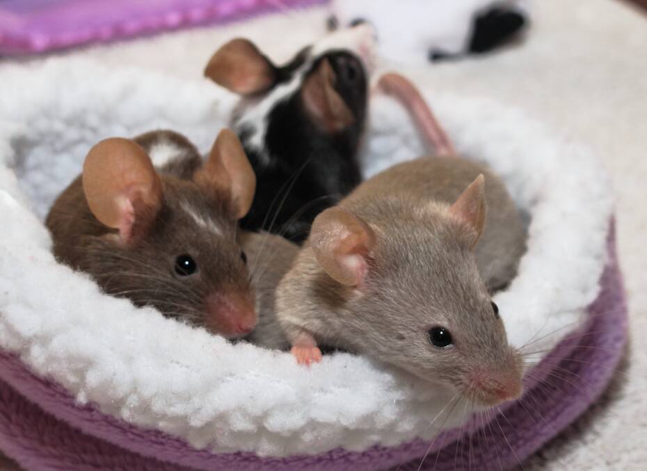 Mice thrive in the company of their own kind. Photo Shutterstock
