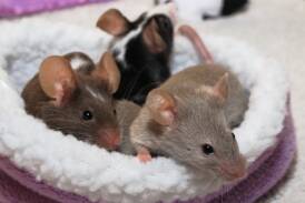 Mice thrive in the company of their own kind. Photo Shutterstock
