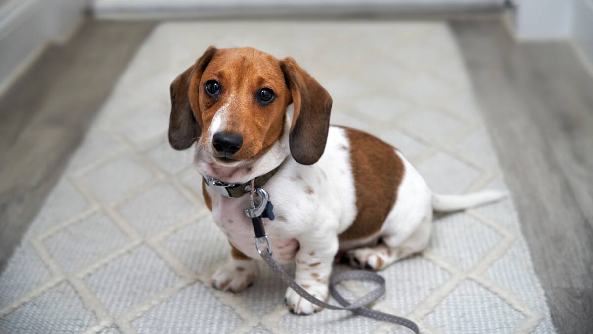 When your puppy is ready for leash walks, begin with short sessions at a walking pace. Photo Shutterstock