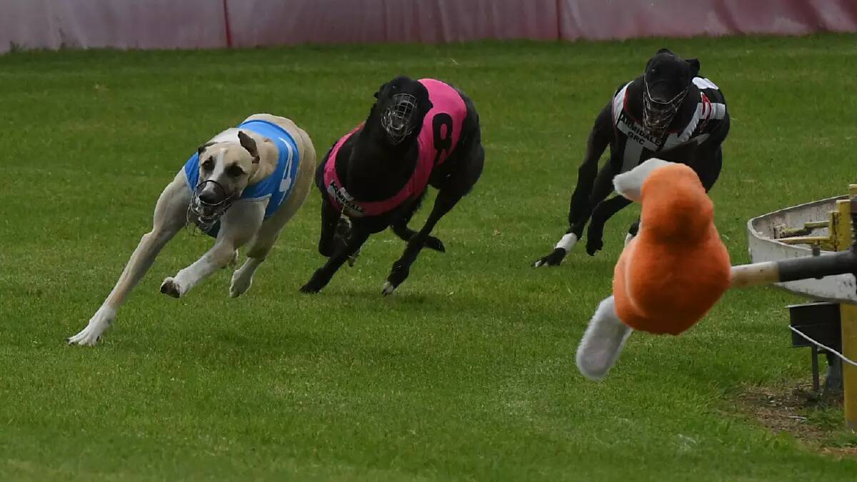 Greyhound racing in Tamworth will get a new home, Greyhound Racing NSW has said. File picture by Gareth Gardner