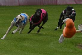 Greyhound racing in Tamworth will get a new home, Greyhound Racing NSW has said. File picture by Gareth Gardner